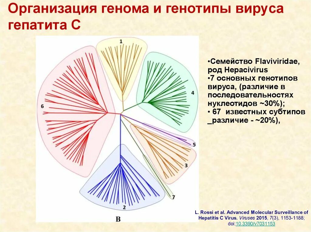 Генотипы вируса с. Организация генома вируса гепатита с. Генотипы гепатита с. Генотипы гепатита б.