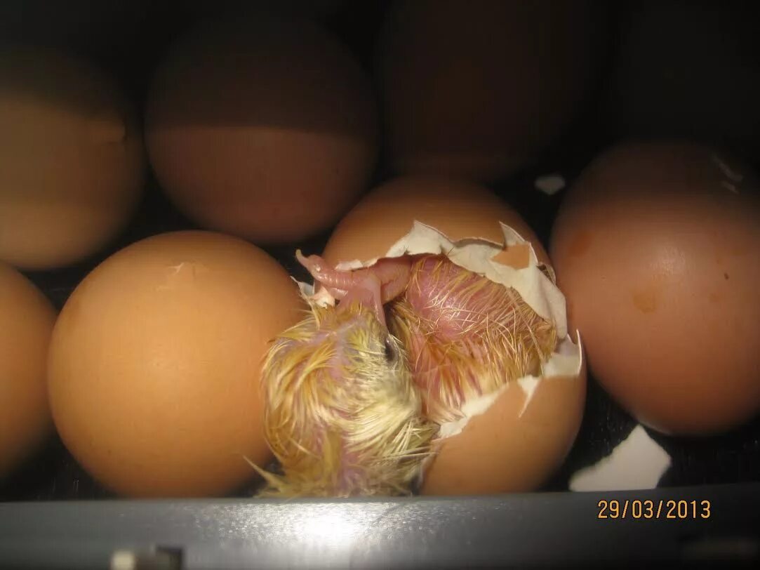 Родила яйцо. Курочка откладывает яйца. Как вылупляются цыплята.