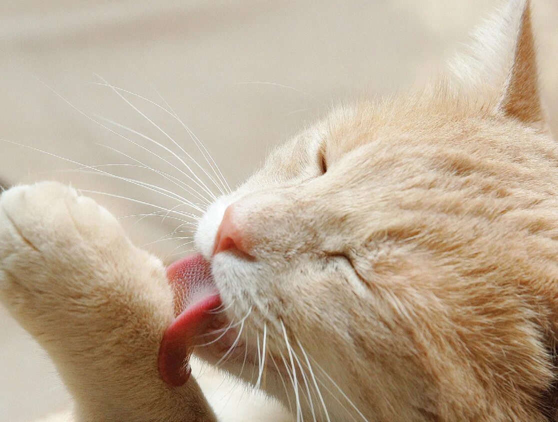 Зализывание РАН животными?. Cat licking.