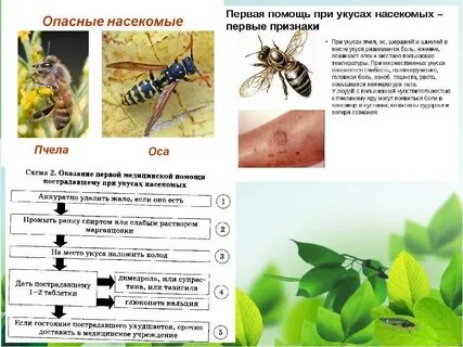 Супрастин при укусе пчелы