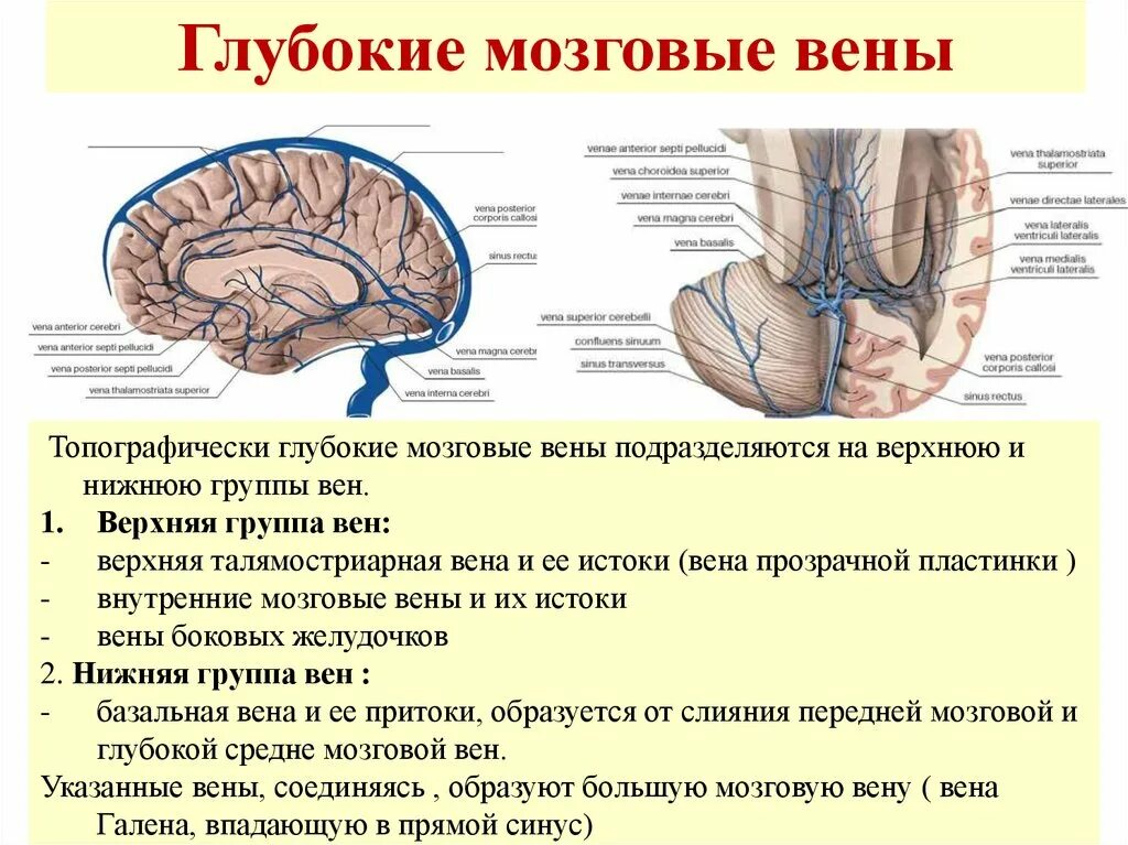 Вены головного мозга. Вены головного мозга анатомия. Анатомия вены Галена. Поверхностная мозговая Вена. Поверхностные и глубокие вены головного мозга.