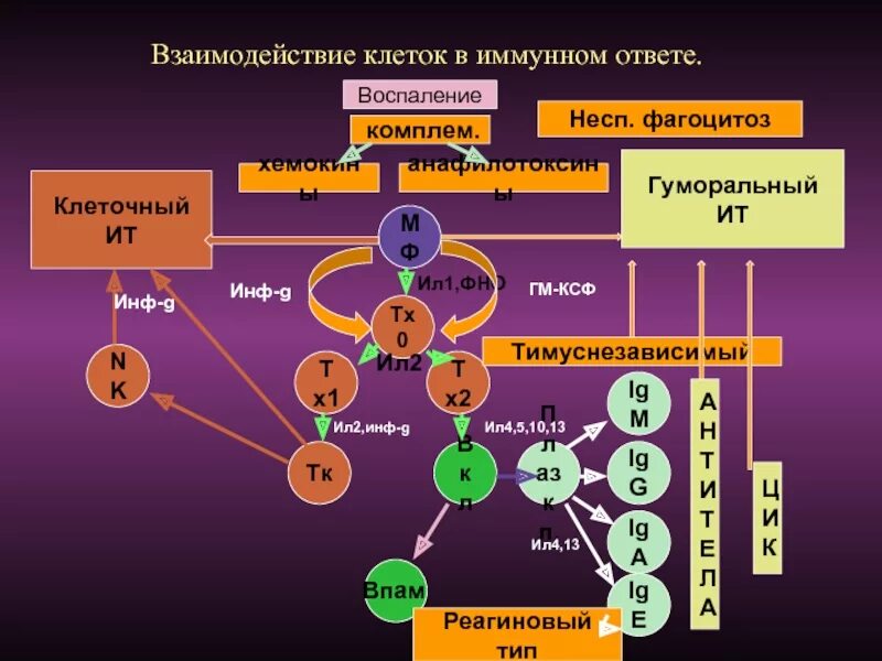 Развитие иммунного ответа