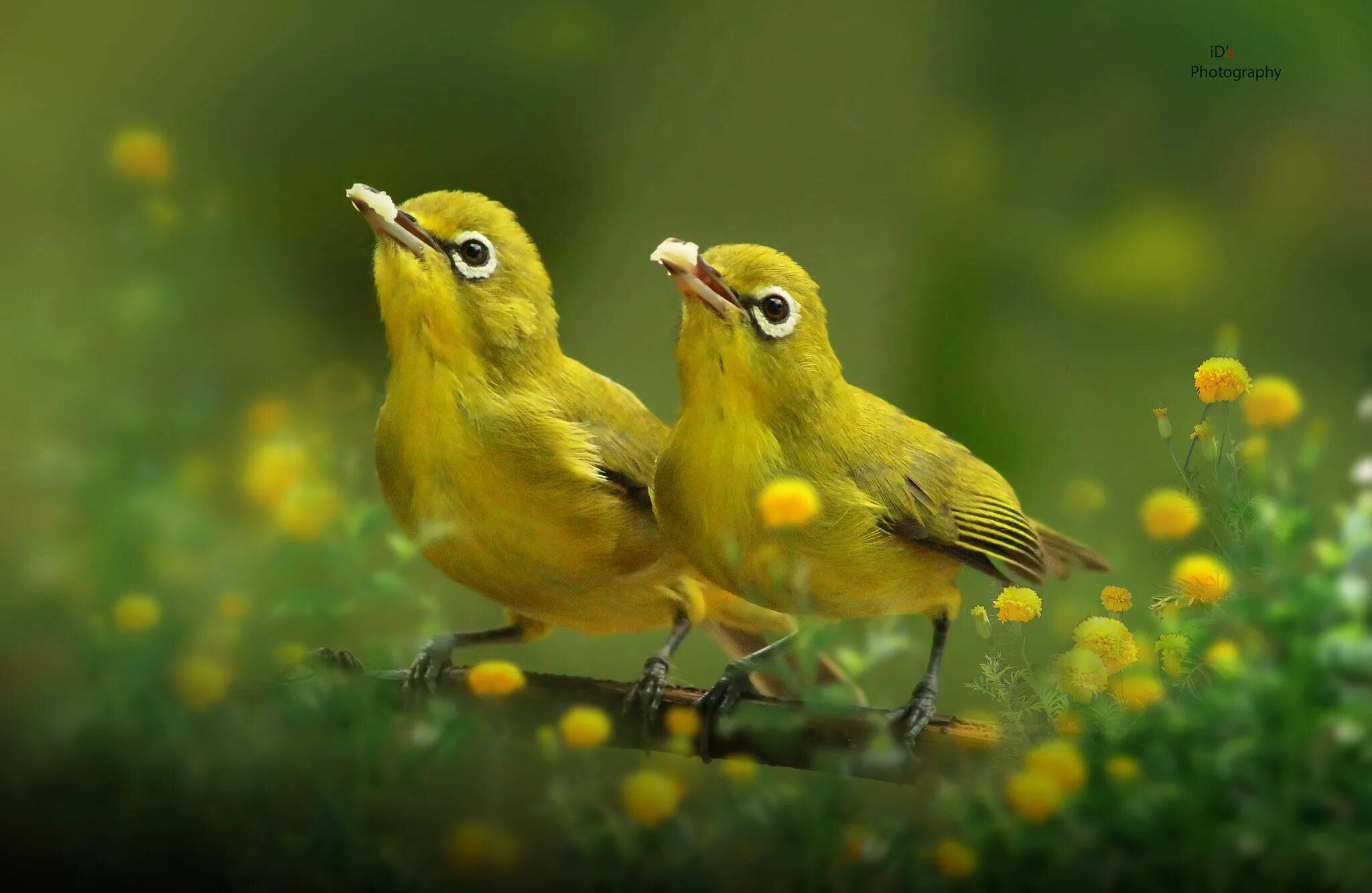 Зарянка малиновка горихвостка. Птичка. Птицы чехии. Little bird animal. Милые маленькие птички.