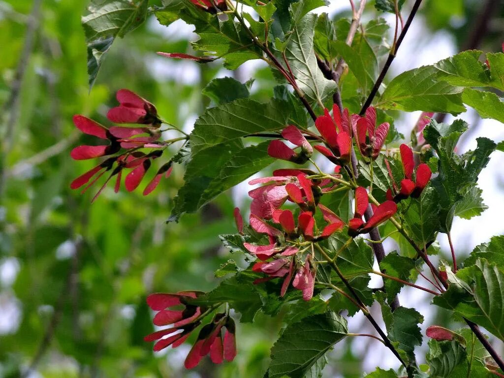 черноклен медонос. черноклен. клен татарский черноклен. клен черноклен. клен полевой черноклен.