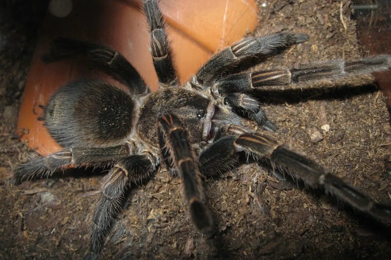 Селадония паук птицеед. Анатомия паука птицееда. Тарантул на алтае. Ядовитый аппарат тарантула:. Насекомые и их знакомые паук птицеед.