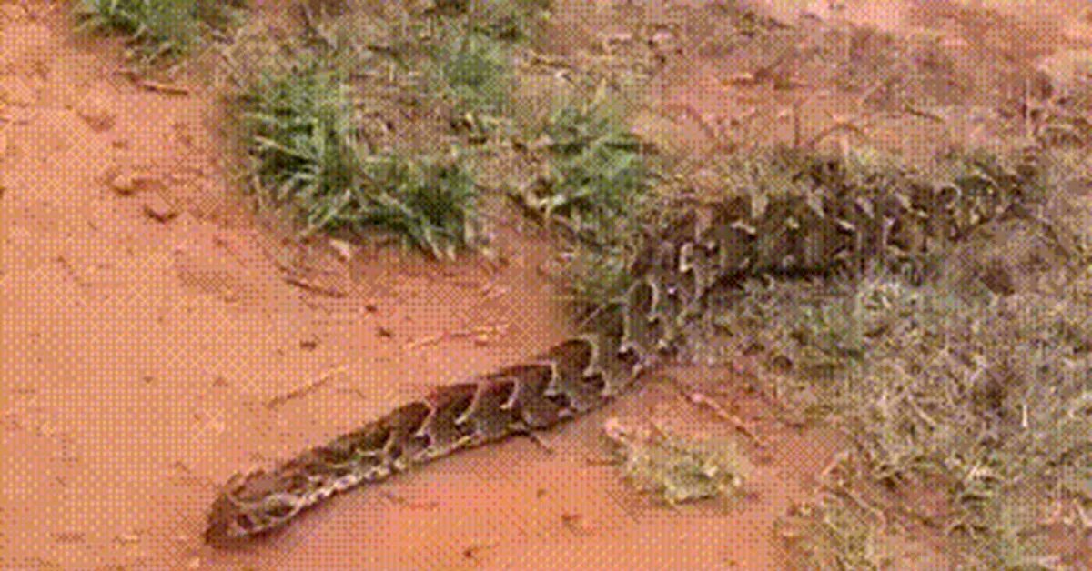 Скорость движения змей. Способы передвижения змей. Прямолинейное движение змеи. Передвижение змеи прямолинейное. Передвижение у змей змей.
