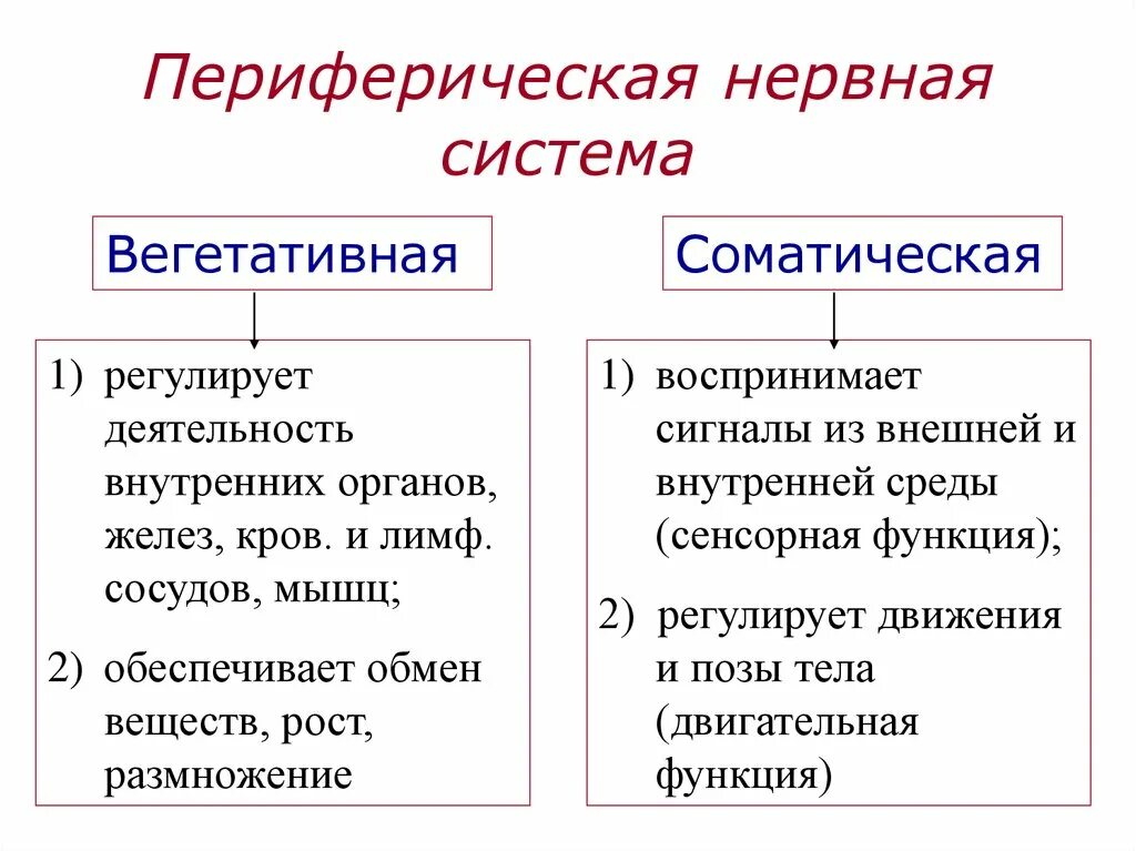 Периферическая нервная система сокращение