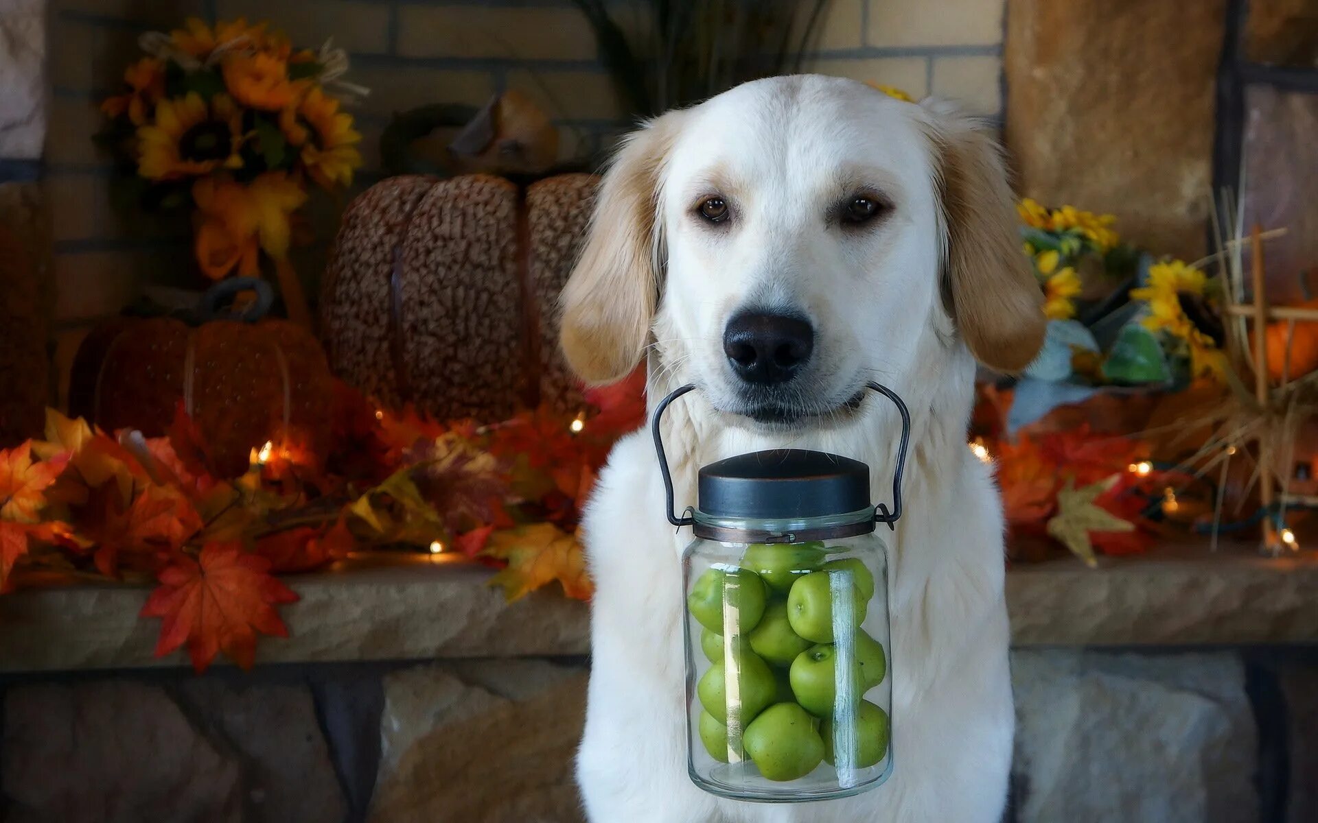 Можно щенка яблоко. Собака и фрукты. Собака в корзинке. Овощи для собак. Собака с яблоком в зубах.