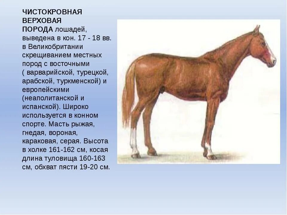 Описание лошадки. Чистокровная верховая спереди. Описание лошади. Описать лошадь. Сообщение о породе лошадей.