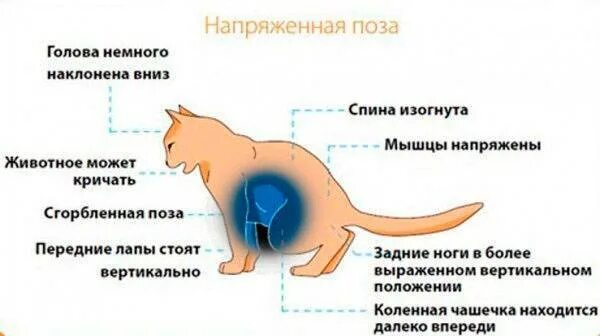 Мочеиспускание животных. Признаки болезни мочекаменной болезни у кошек. Мочекаменная болезнь мкб у кота. Мочекаменная болезнь у кота симптомы. Симптомы у кота при мочекаменной болезни.