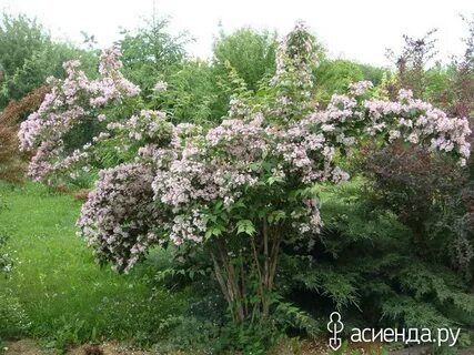 Определить кустарник