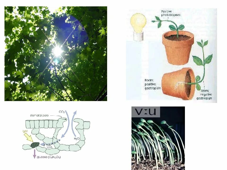 Влияние какого условия на процесс фотосинтеза. Лампы для фотосинтеза. Условия для фотосинтеза растений. Углеродное питание растений. Фотосинтез 6 класс.
