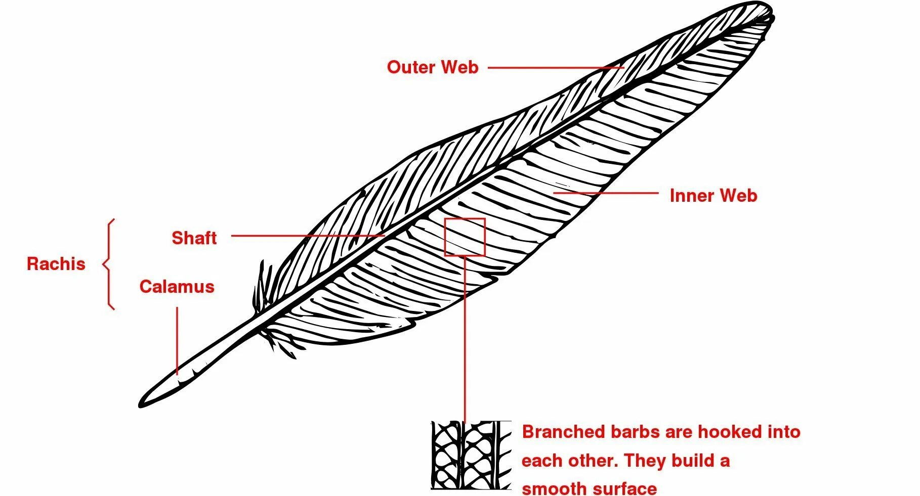 Рисунок контурного пера птицы. Перья анатомия. Контурное перо птицы. Перья птиц схема.