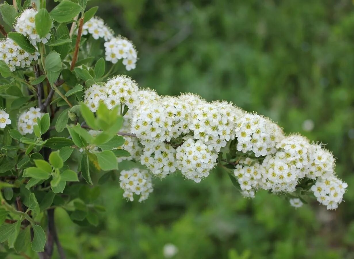 Белые кусты цветут в мае. Спирея городчатая. Спирея городчатая (Spiraea crenata). Спирея зверобоелистная. Спирея Уссурийская.