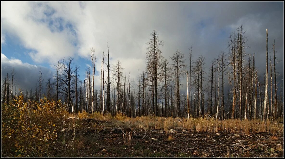 Валежник в лесу. Сухостой в лесу. Сухостойный лес. Сухостой сосна. Сосна горельник.