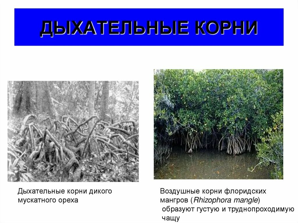 Как доказать что корни дышат кратко. Дыхательные корни. Воздушные и дыхательные корни. Воздушные корни. Дыхательные корни дикого мускатного ореха.