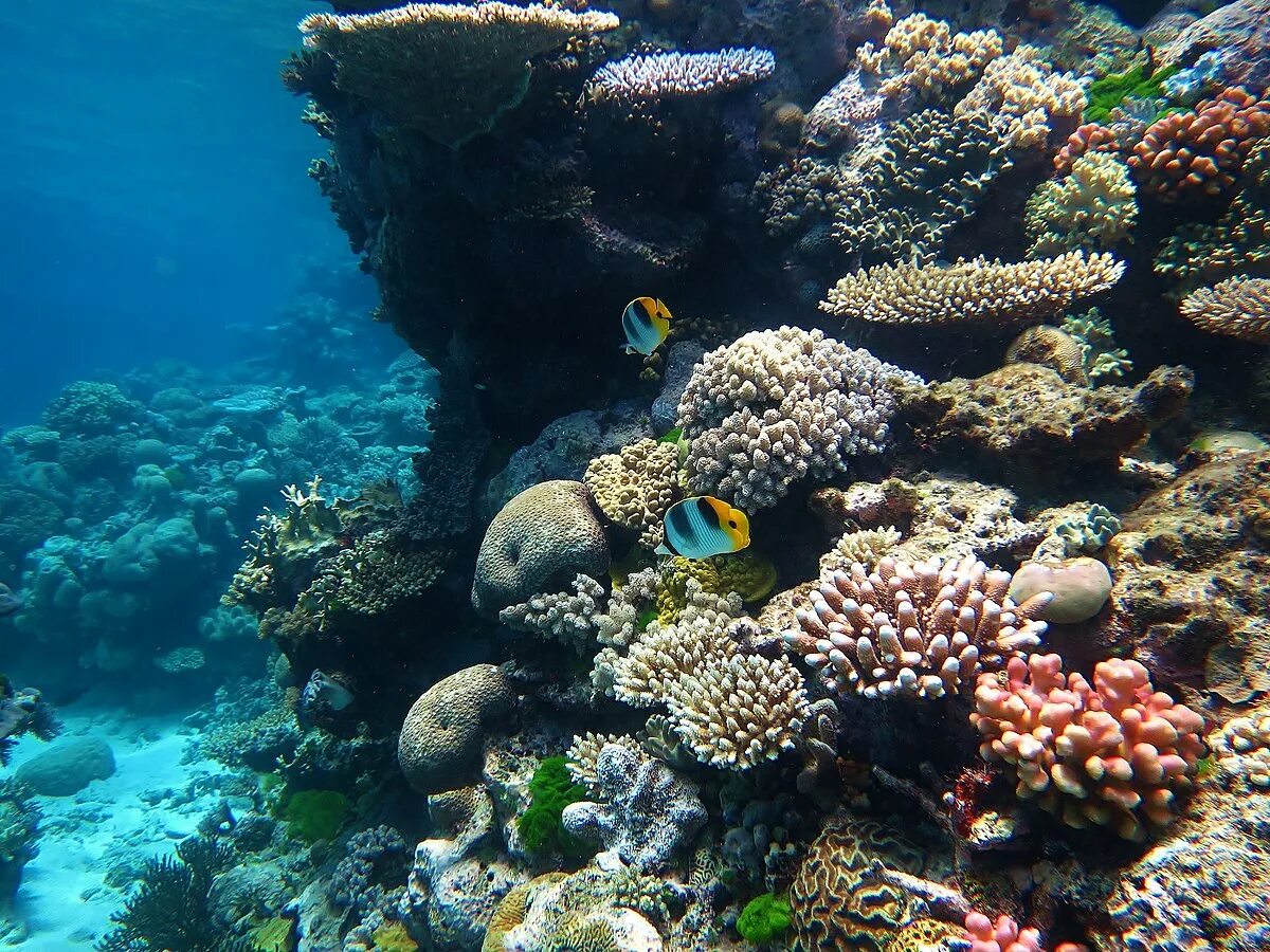 Great barrier reef corals. Большой Барьерный риф кораллы. Морской парк большого барьерного рифа. Коралловый риф в Австралии. Большой Барьерный риф ЮНЕСКО.