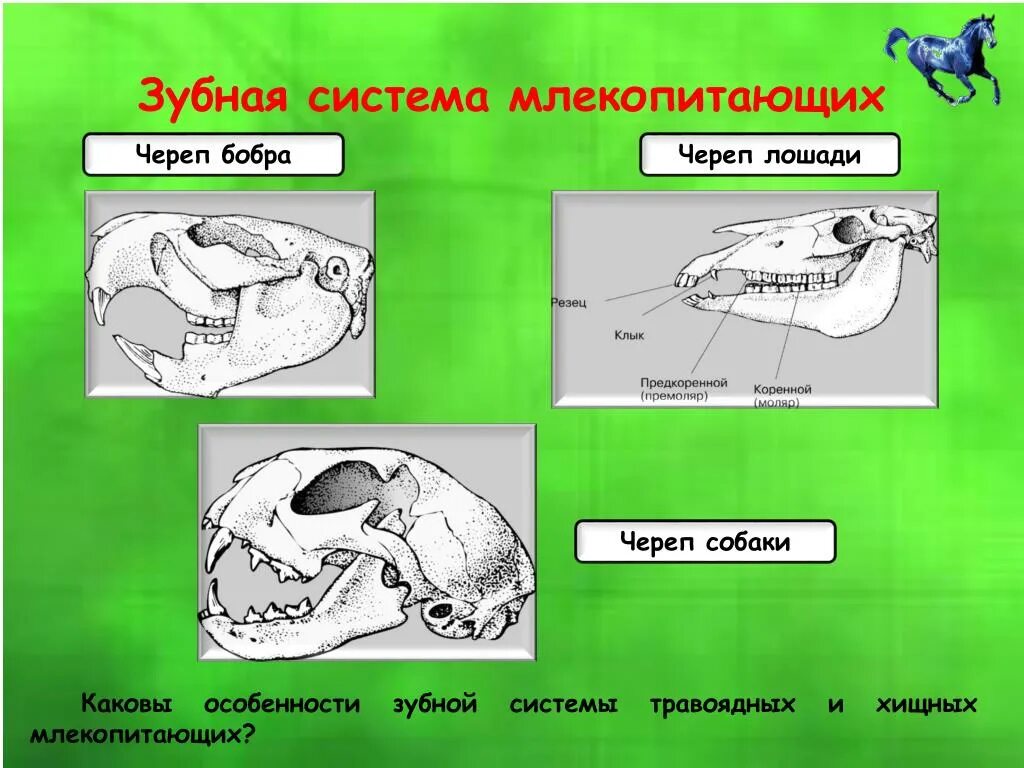 Череп млекопитающих. Зубная система млекопитающих. Строение черепа млекопитающих разных отрядов. Черепа млекопитающих животных строение. Класс млекопитающие череп