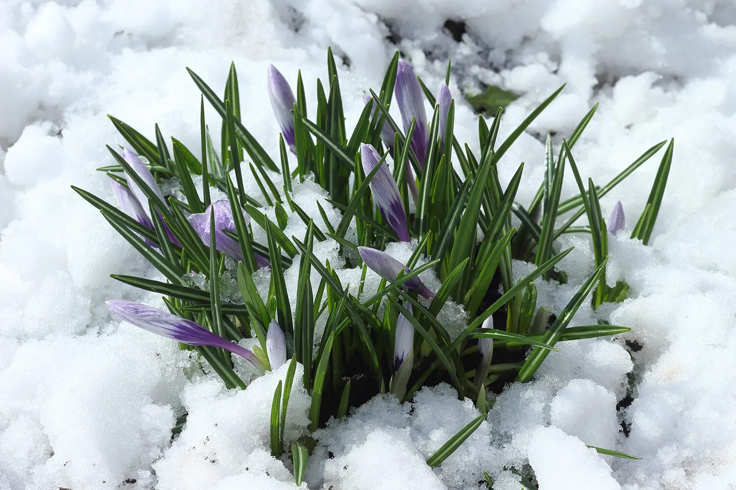 Весенний снежок. Вена в снегу. Растения под снегом. Снег весной.