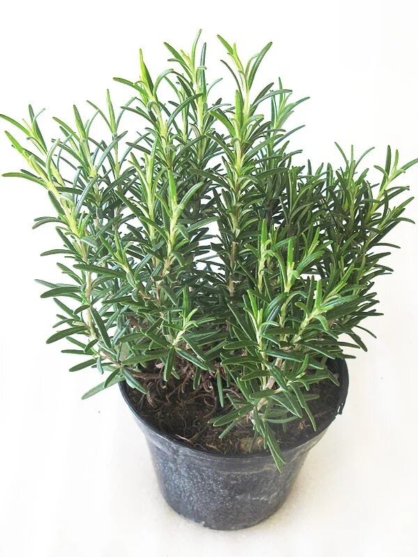 Розмарин калининград. Розмарин кустик. Розмарин розеус. Rosmarinus officinalis. Розмарин растение розмарин.