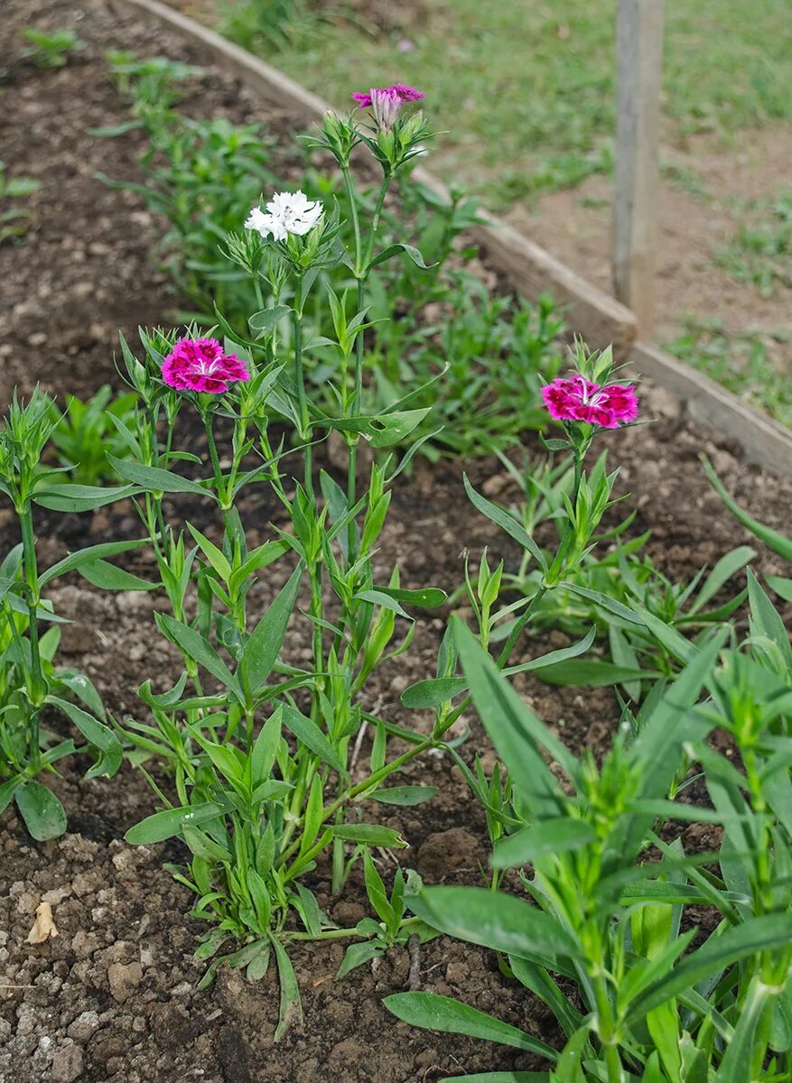 Гвоздика бородатая выращивание. Гвоздика бородатая - Dianthus barbatus. Гвоздика бородатая Байер. Гвоздика бородатая турецкая Розамунда. Гвоздика турецкая (бородатая).