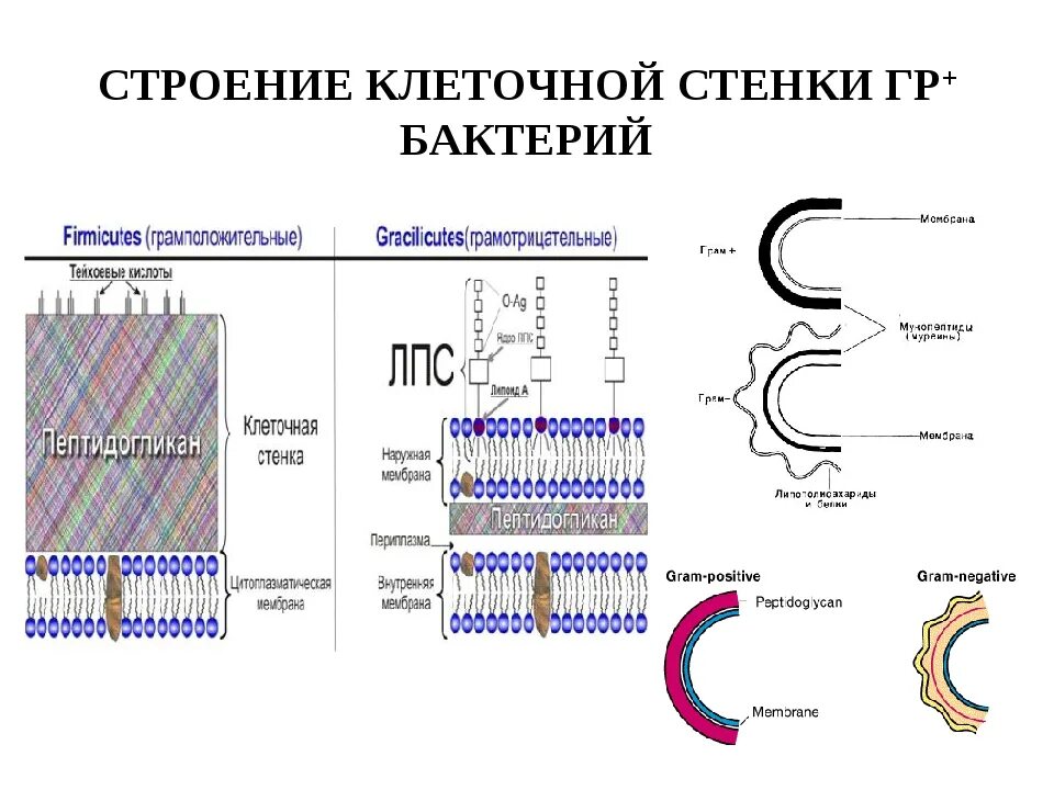 Из чего состоит стенка клетки. Структурные компоненты клеточной стенки грамположительных бактерий. Клеточная стенка грамположительных и грамотрицательных бактерий. Клеточная стенка грамотрицательных бактерий функции. Клеточная стенка микробиология грамотрицательных.