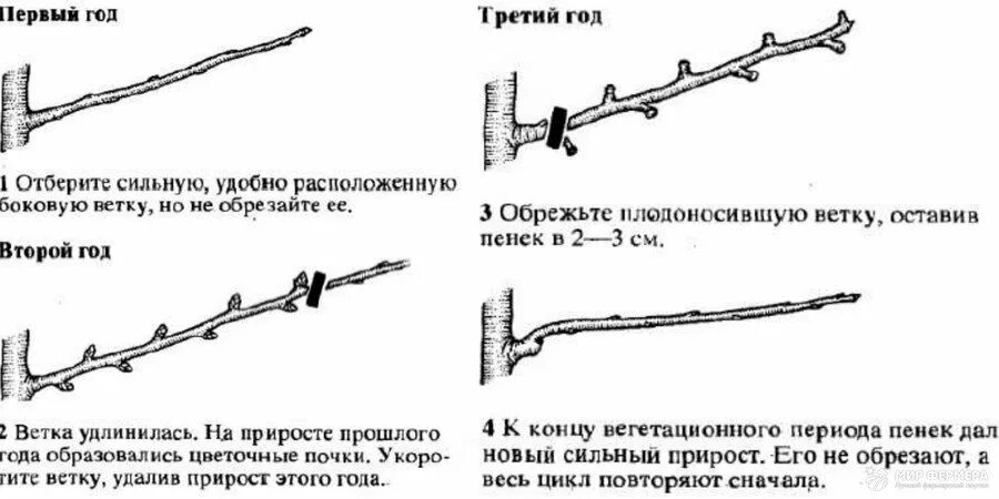 Как обрезать прививку груши. Обрезка привитых веток яблони. Обрезка груши. Обрезка груши на плодоношение. Как ухаживать за грушей