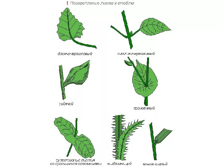 Листья расположены вертикально. Прикрепление листа к стеблю черешковый. Прикрепление листьев к стеблю 6 класс биология. Черешковый Тип прикрепления к стеблю. Прикрепление листа к стеблю с черешком.