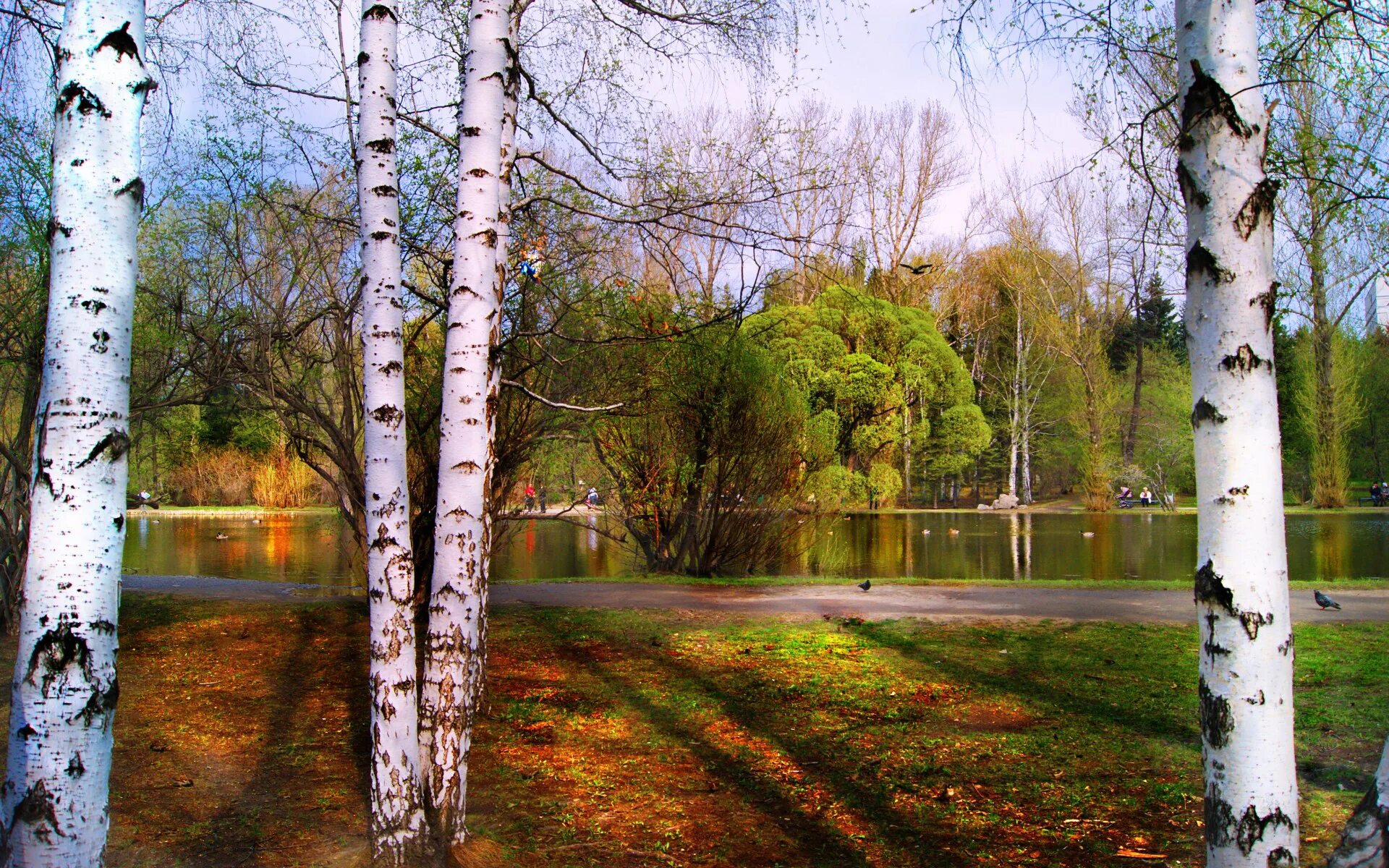 берёзовая роща солнечногорск. берёзовый лес фото высокого разрешения. проект березовая роща. березовая роща сергиев посад. береза символ россии.