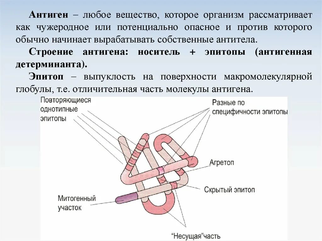 Выработка антигенов. Строение антигена. Структура антигена. Антигены схема. Молекулярная структура антигена.