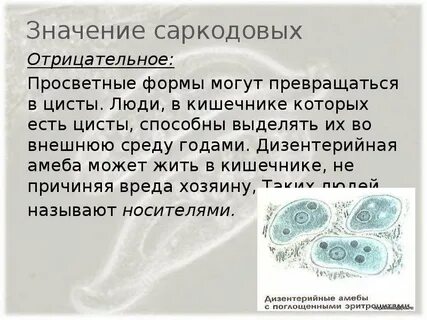 Дизентерийная амеба вред