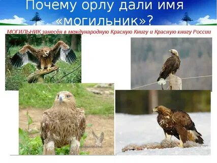Давали орла