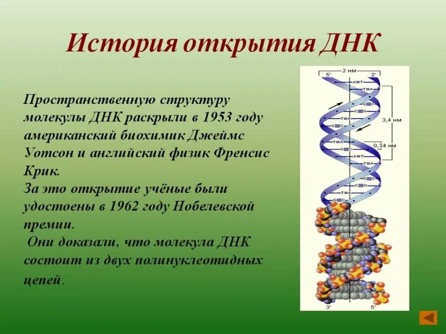 Образование структуры днк. Открытие структуры молекулы днк. открытие молекулярной структуры днк. история открытия структуры днк. открытие структуры днк 1953.