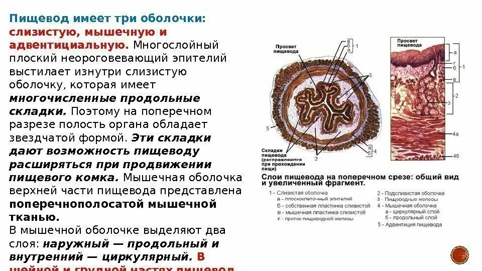 Строение полых органов пищеварительной системы. Строение стенки пищевода слои. Строение оболочек стенки пищевода. Строение слизистой оболочки пищевода. Пищевод выстлан