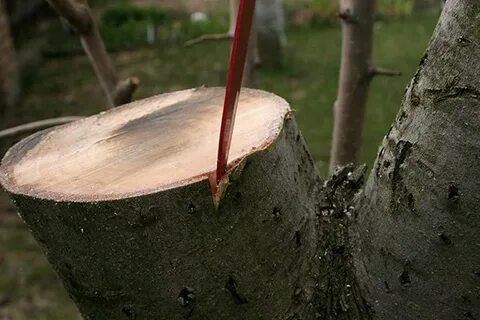 Спиленная яблоня