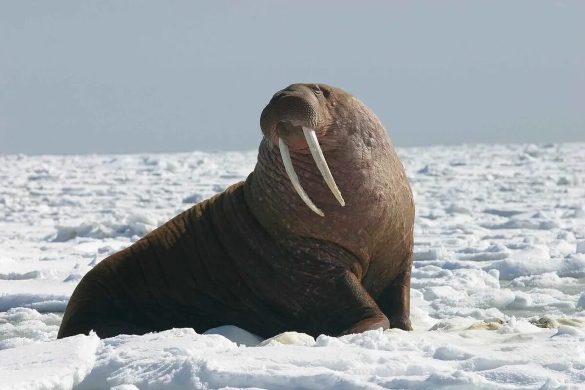 Моржи в тундре. Тихоокеанский морж (Odobenus rosmarus divergens). Лаптевский морж. Морж (Odobenus rosmarus). Морж в Арктике.