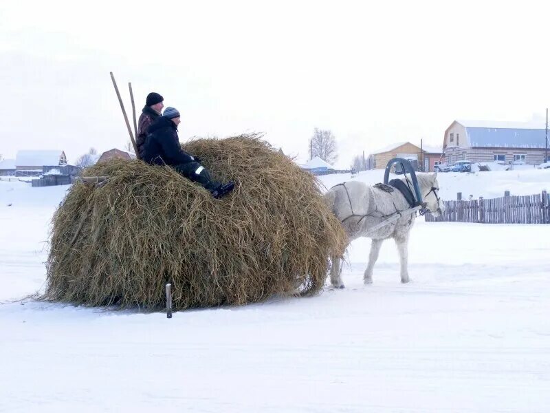 Зимнее сено. Сено зимой. Сенокос зимой. Сено для лошадей. Сено в телеге.