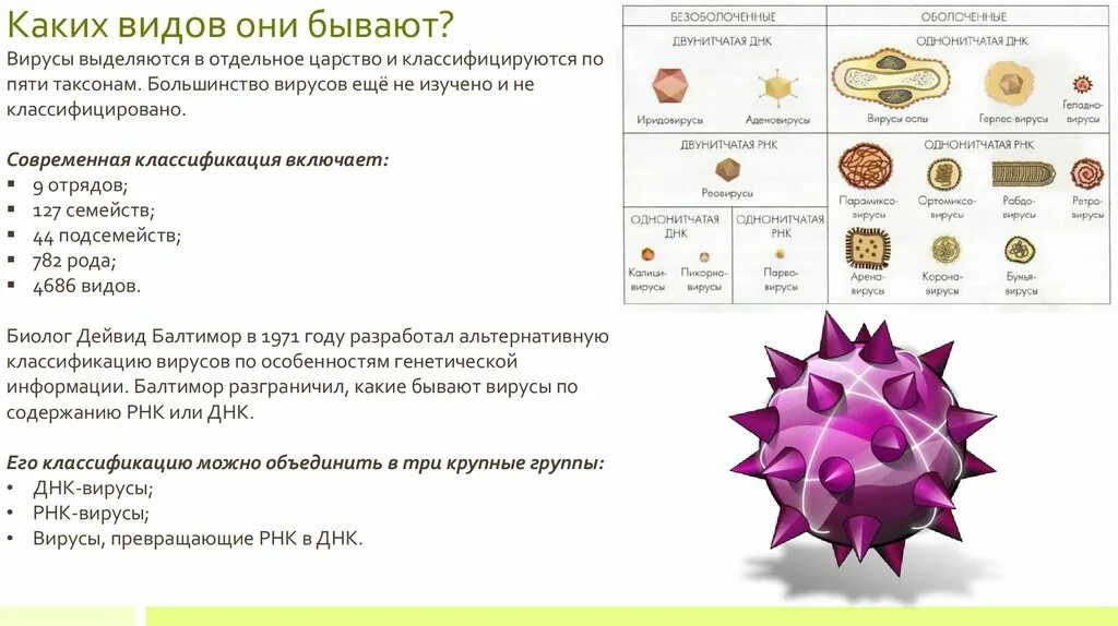 Почему вирусы выпадают из общего ряда. Вирусы отдельное царство. Почему вирусы отдельное царство. Почему вирусы выделяют в отдельное царство. Какие группы вирусов бывают.