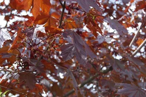 Leaves king