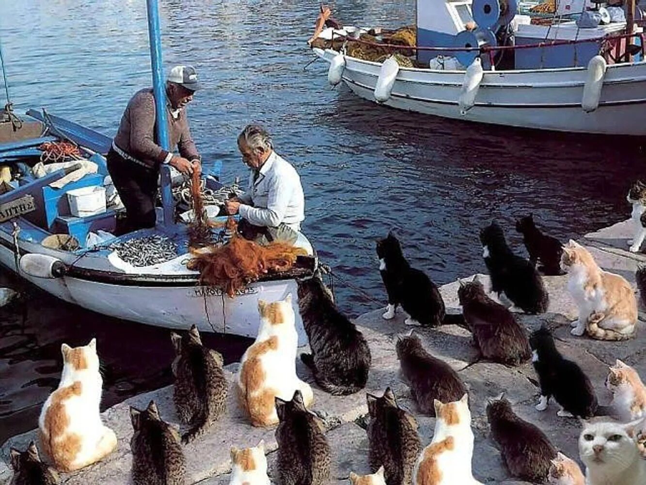 Одесса шаланды полные. Коты на рыбалке. Коты с рыбой. Кот в лодке. Кошка Рыбак.