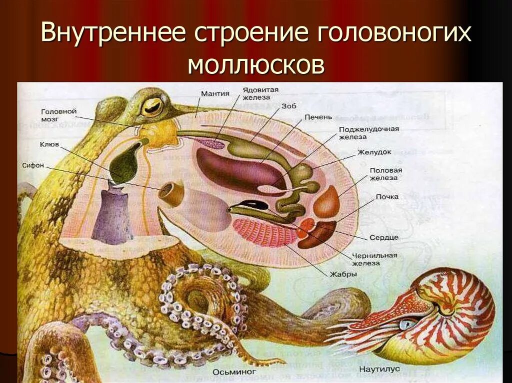 Внутреннее строение головоногих моллюсков. Строение моллюска 7 класс биология. Класс головоногие моллюски внешнее строение. Наружное строение головоногих моллюсков.