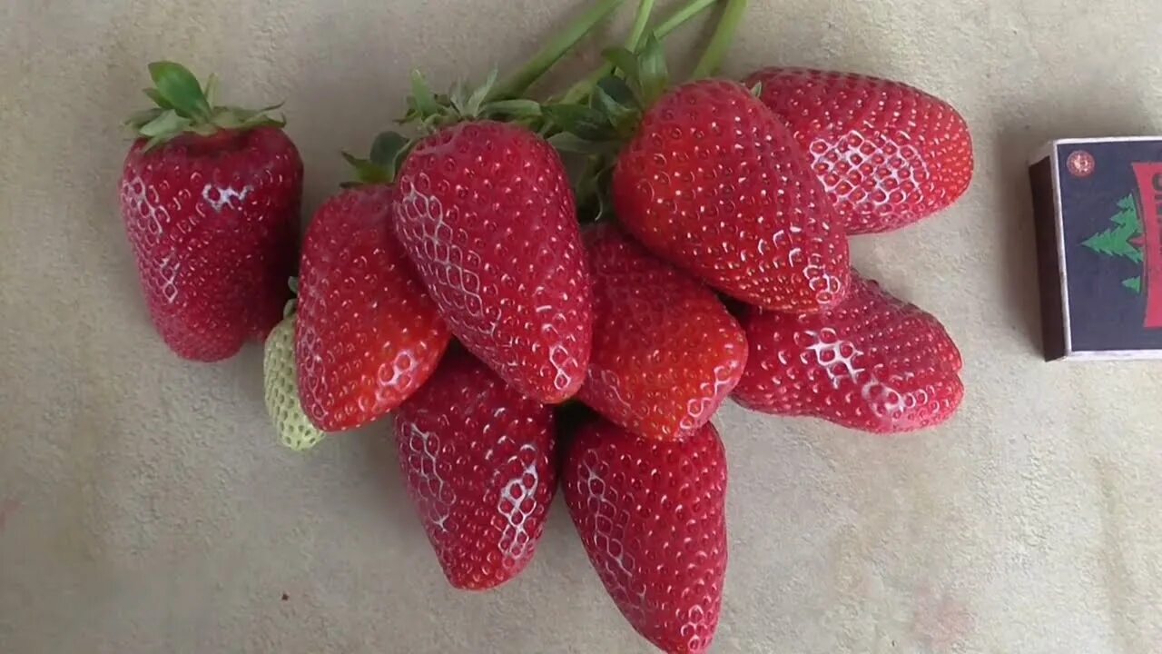 Земляника ксюша. Клубника фалко. Клубника пирчинкью. Клубника мурано. Клубника перчинкью.