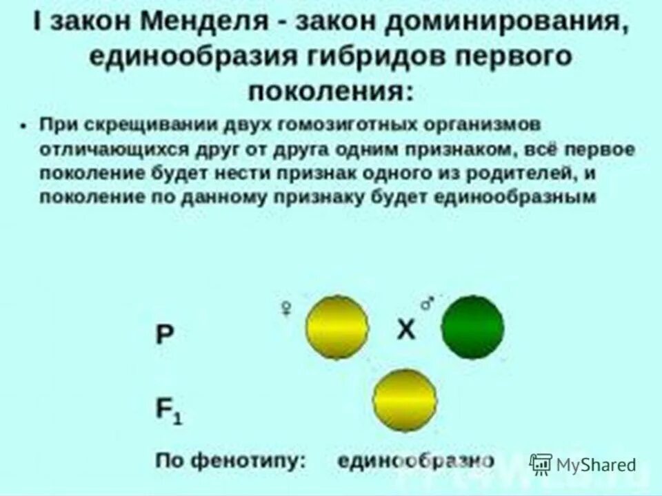 Гибридов первого поколения скрестили между собой. Правило единообразия гибридов 1 поколения. Третий закон Менделя моногибридное скрещивание. Первый закон Менделя закон доминирования. Закон доминирования единообразия.