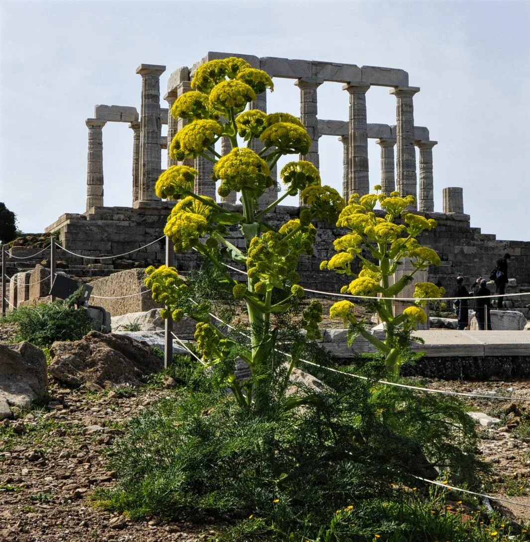 Греческие травы. Греческие растения. Греческий сад растений. Растения древней Греции. Растительность Греции.
