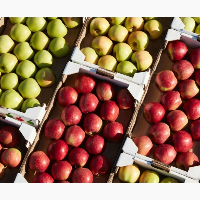 Ред Джонапринц яблоня. Реализация яблок. Продажа яблок. Сорта магазинных яблок.