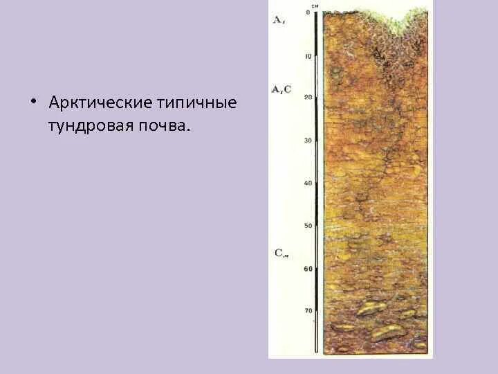 Почвенный профиль арктических почв. Структура почвы арктической пустыни. Почвы арктических пустынь схема. Почва полярной пустыни.