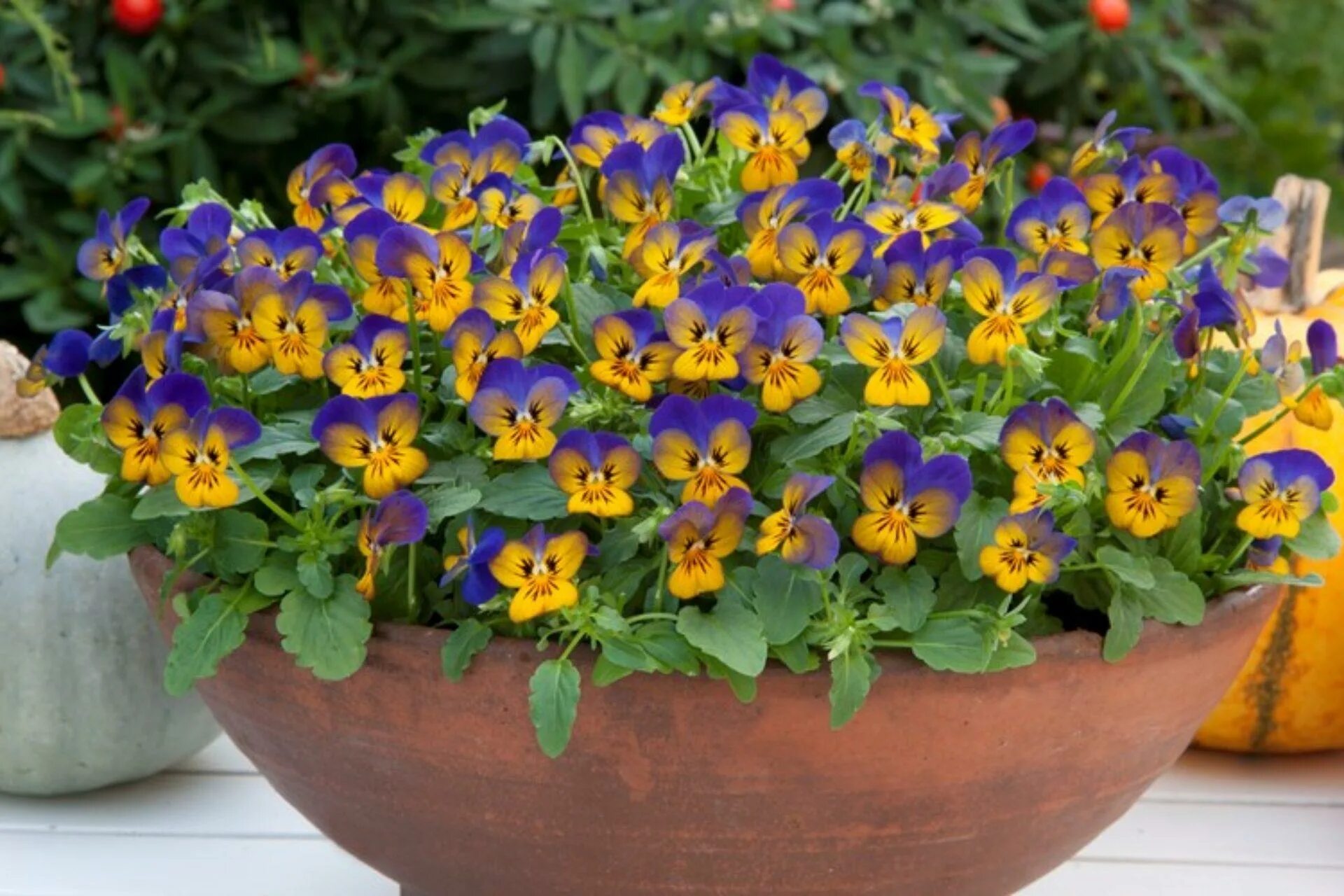 Виола многолетняя (фиалка рогатая). Виола рогатая (viola cornuta) "penny f1" (purple picotee). Виола многолетняя (фиалка рогатая). Фиалка виола рогатая. Фиалка рогатая многолетняя выращивание.