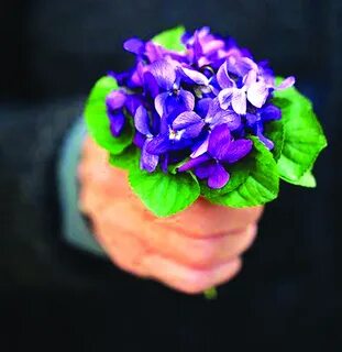 Фиалки букет