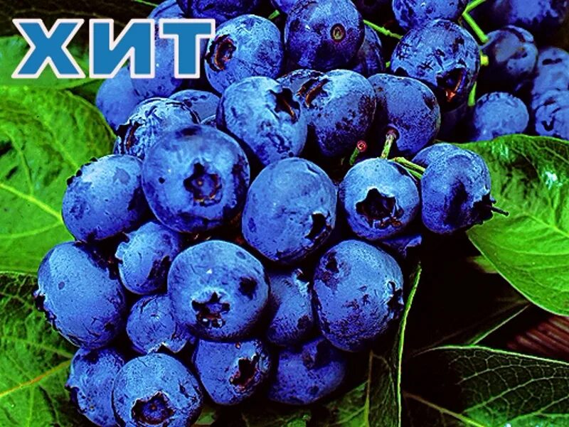 голубика садовая зеленая. саженцы голубики недорого. саженцы голубики недорого. голубика купить саратов. голубика сорт дюк.