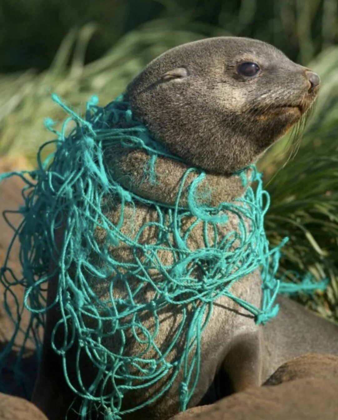 Животные страдающие от загрязнения. Морские животные в мусоре. Морские животные запутались в мусоре.